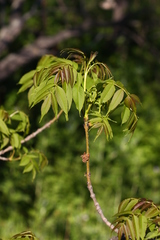 Fraxinus mandshurica