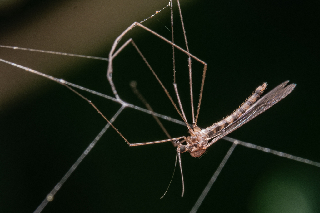 Winter Gnat In October 2023 By Alan Yoshioka Other Gnat In Associated   Large 