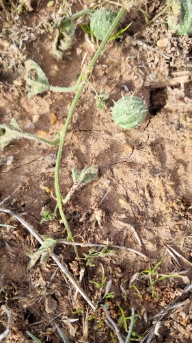 Image of Cucumis myriocarpus by no rights reserved