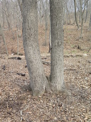 Fraxinus mandshurica