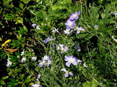 Linum alpinum