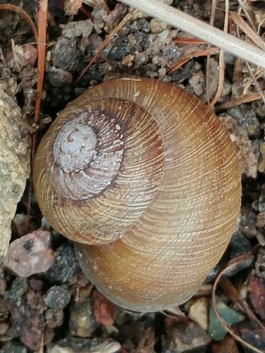 Plain Cactus Snail