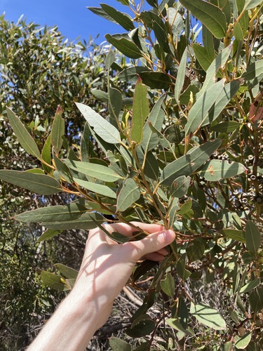 Image of Eucalyptus conglobata by (c) Thomas Mesaglio, some rights reserved (CC BY)