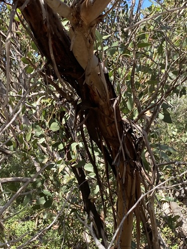 Image of Eucalyptus conglobata by (c) Thomas Mesaglio, some rights reserved (CC BY)