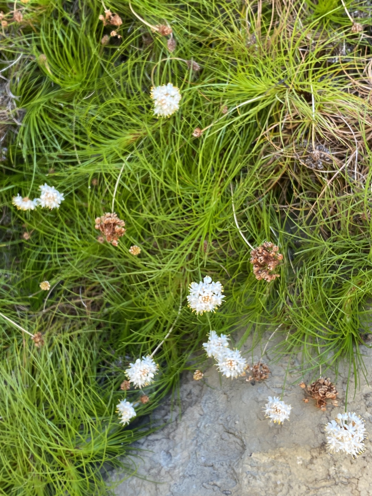 Boryaceae