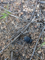 Microschatia inaequalis