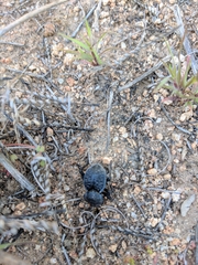 Microschatia inaequalis