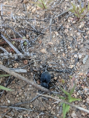 Microschatia inaequalis