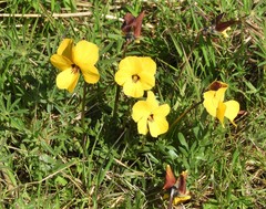 Viola douglasii