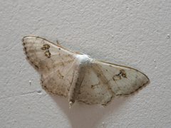 Somatina omicraria