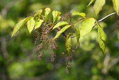 Fraxinus chinensis rhynchophylla