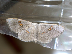 Somatina omicraria