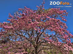 Tabebuia rosea