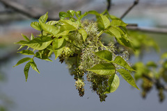 Fraxinus chinensis rhynchophylla