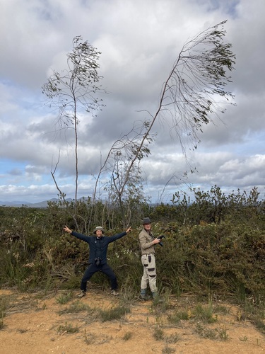 Image of Eucalyptus sepulcralis by (c) Thomas Mesaglio, some rights reserved (CC BY)