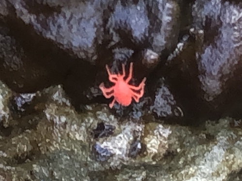Intertidal Red Mite photo 4