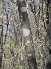 Fraxinus chinensis rhynchophylla