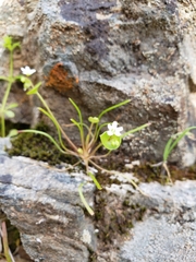 Claytonia parviflora