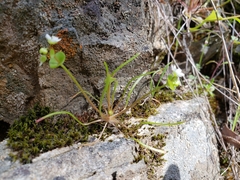 Claytonia parviflora
