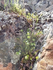 Claytonia parviflora