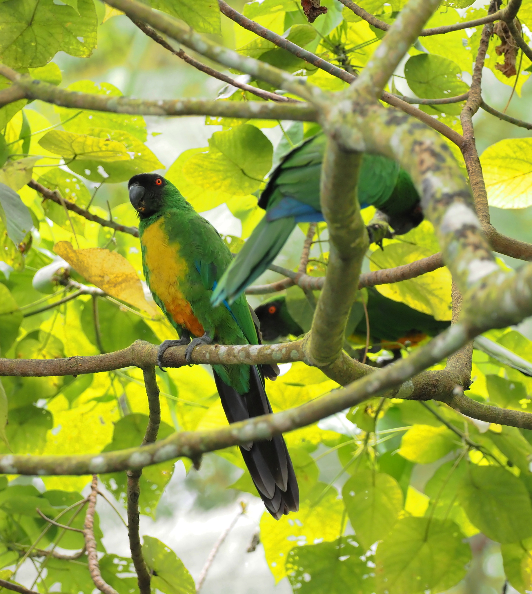 Masked Shining Parrot (Prosopeia personata), photo 5