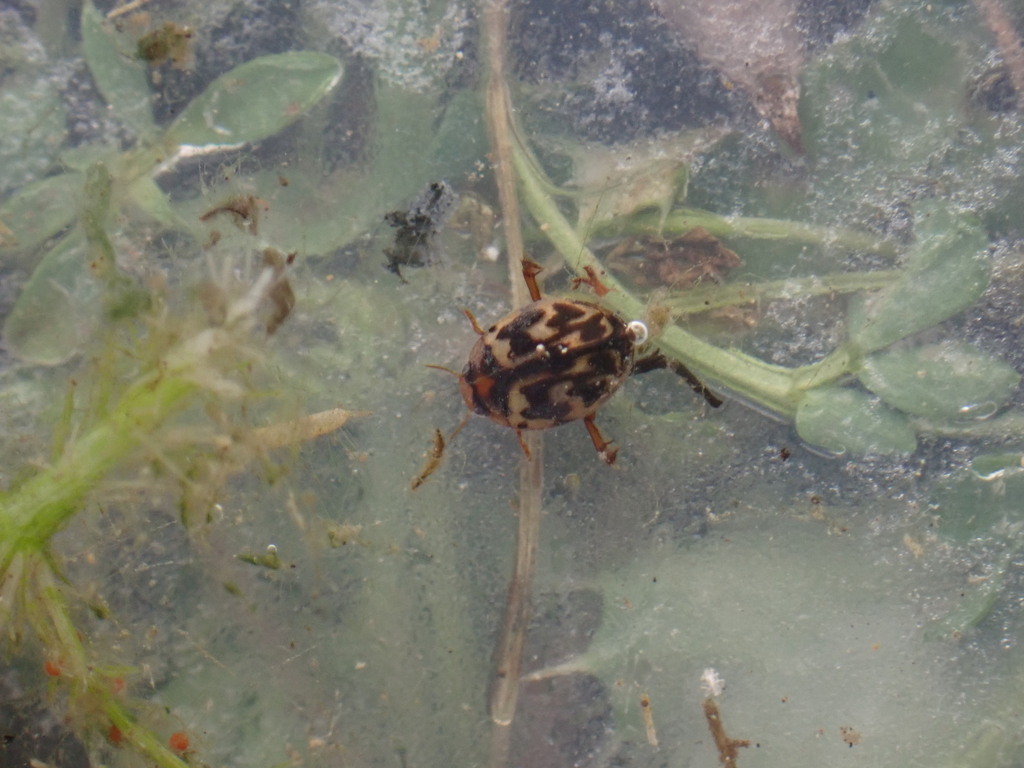 Hyphydrus aubei