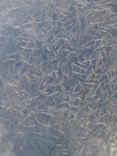 Caspian Sand Smelt