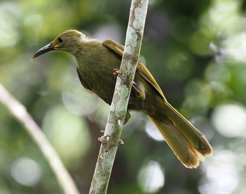 Duetting Giant Honeyeater (Gymnomyza brunneirostris)