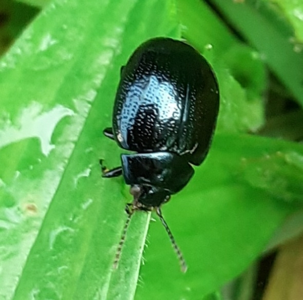 Plantain Leaf Beetle