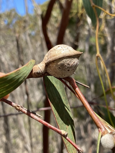 Image of Hakea laurina by (c) Thomas Mesaglio, some rights reserved (CC BY)