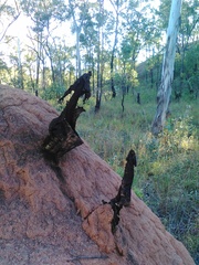 Podaxis beringamensis