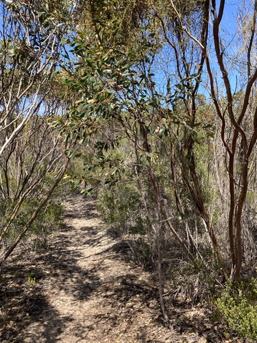 Image of Hakea laurina by (c) Thomas Mesaglio, some rights reserved (CC BY)