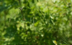 Festuca extremiorientalis
