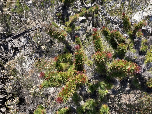 Image of Melaleuca peucophylla by (c) Thomas Mesaglio, some rights reserved (CC BY)
