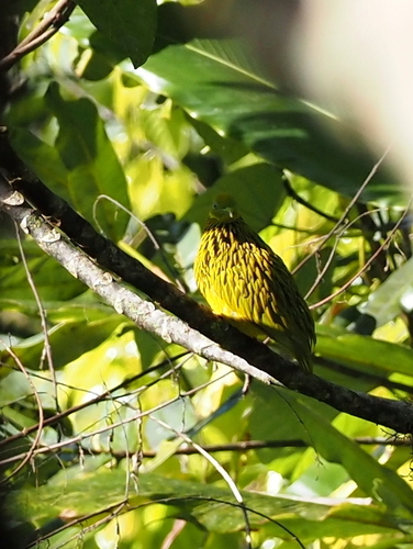 Golden Dove (Ptilinopus luteovirens), photo 5