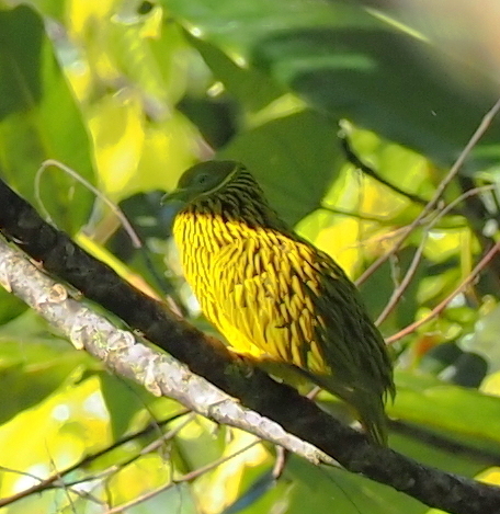 Golden Dove (Ptilinopus luteovirens), photo 6