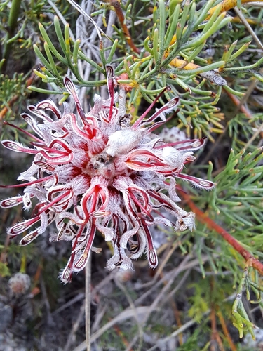 Image of Serruria gremialis by (c) Noeleen du Toit, some rights reserved (CC BY-SA)