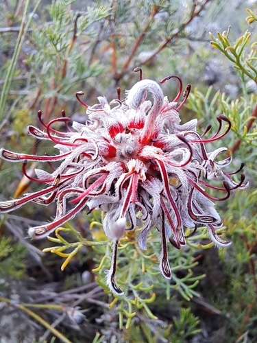 Image of Serruria gremialis by (c) Noeleen du Toit, some rights reserved (CC BY-SA)