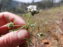 Cryptantha flaccida
