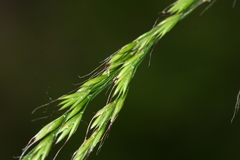 Festuca extremiorientalis