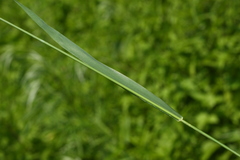 Festuca extremiorientalis