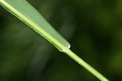 Festuca extremiorientalis