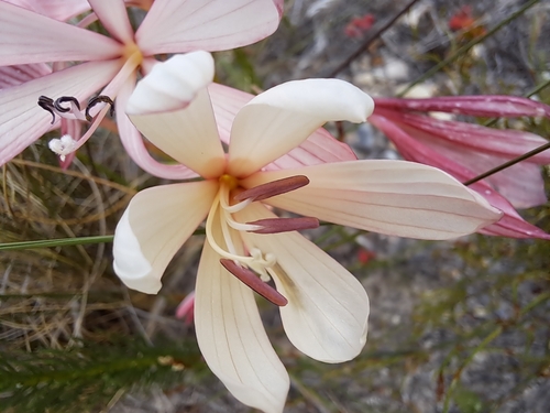 Geissorhiza confusa