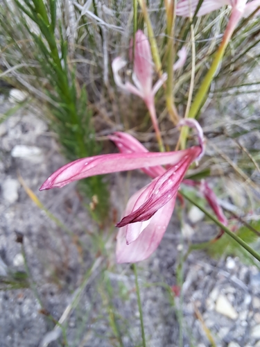 Image of Geissorhiza confusa by (c) Noeleen du Toit, some rights reserved (CC BY-SA)