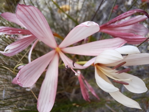 Geissorhiza confusa