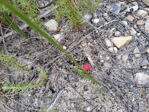 Geissorhiza confusa