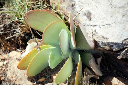 Kalanchoe thyrsiflora Harv.