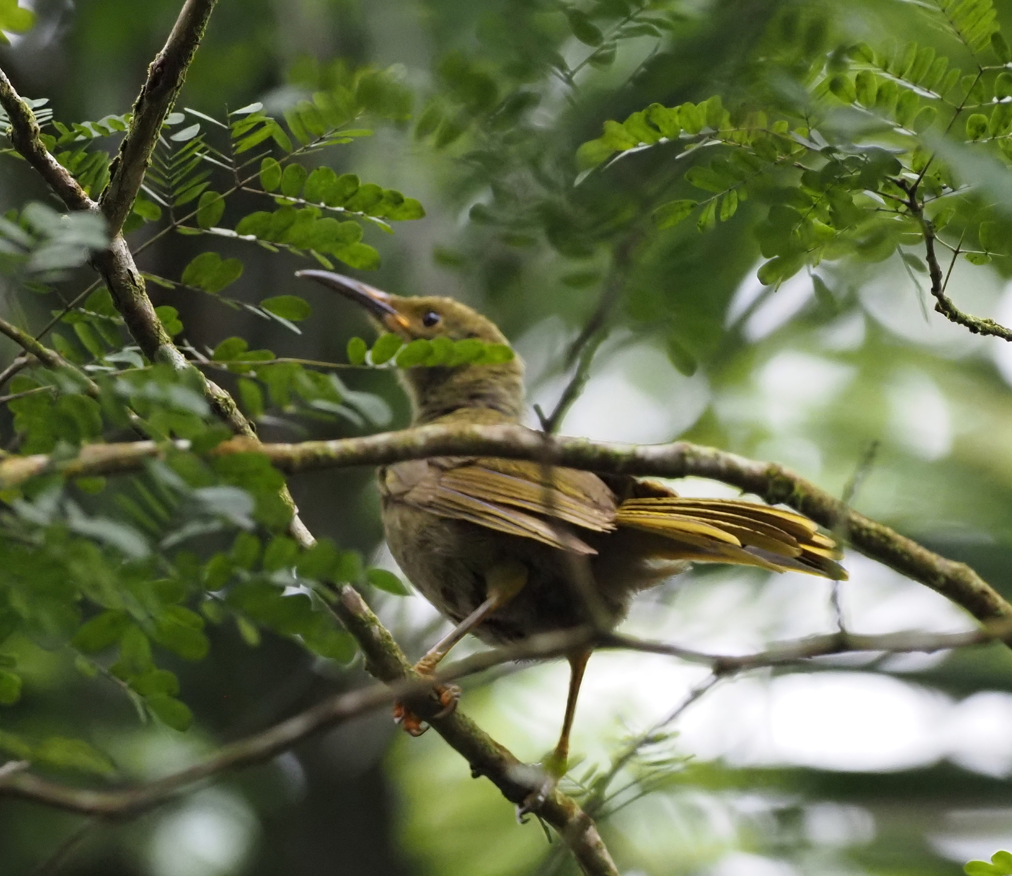 Duetting Giant Honeyeater (Gymnomyza brunneirostris), photo 2