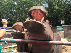 Hippopotamus
