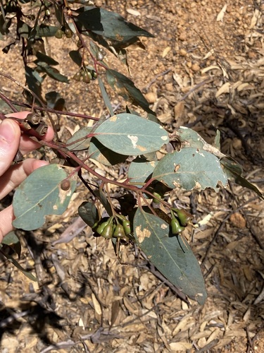 Image of Flat-Topped Yate (Eucalyptus occidentalis) by (c) Thomas Mesaglio, some rights reserved (CC BY)